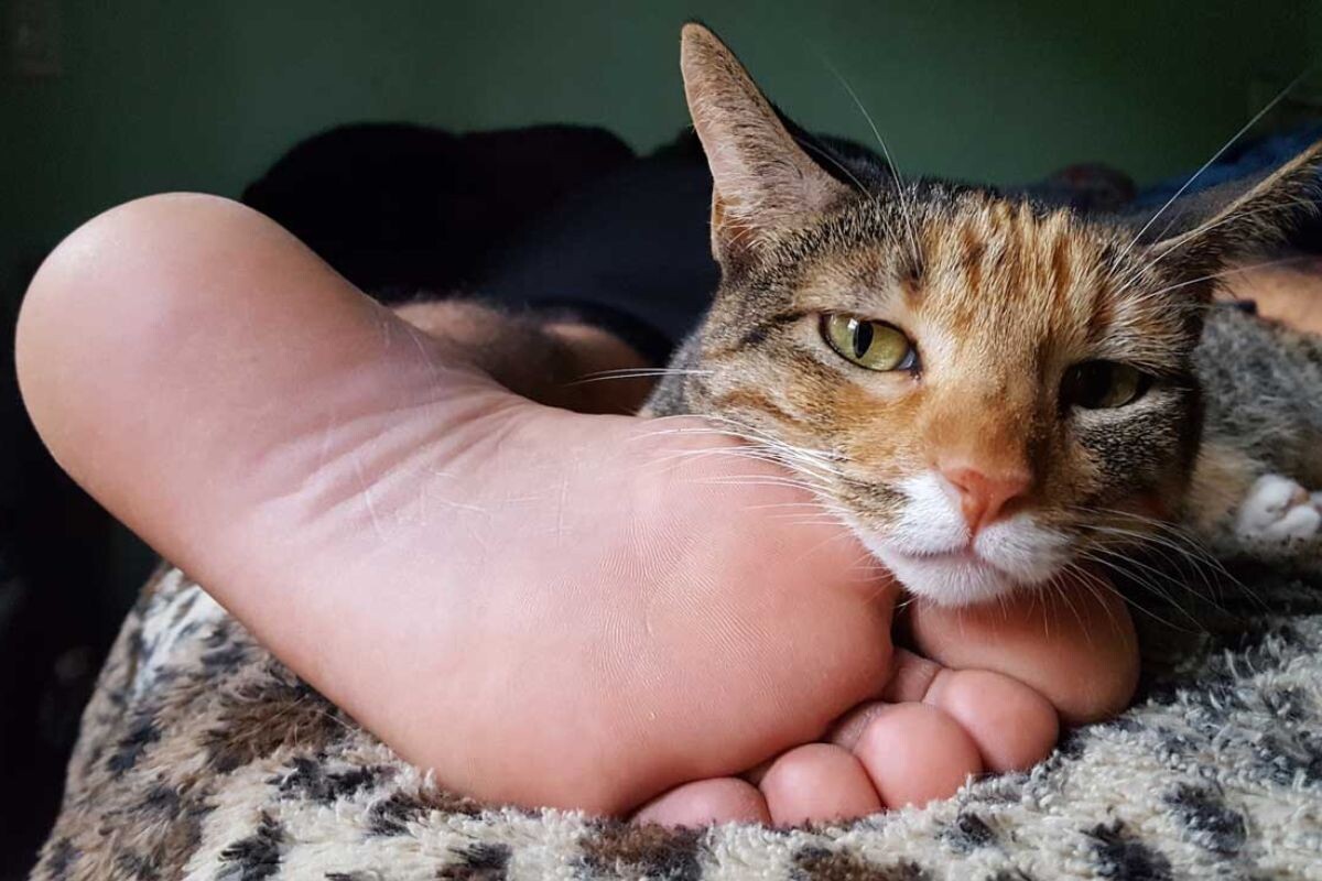 Что значит, если кот лижет ноги
