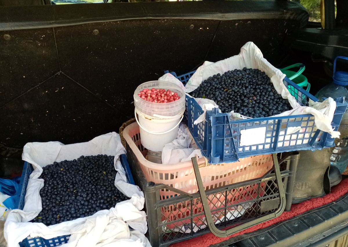 Черника с брусникой