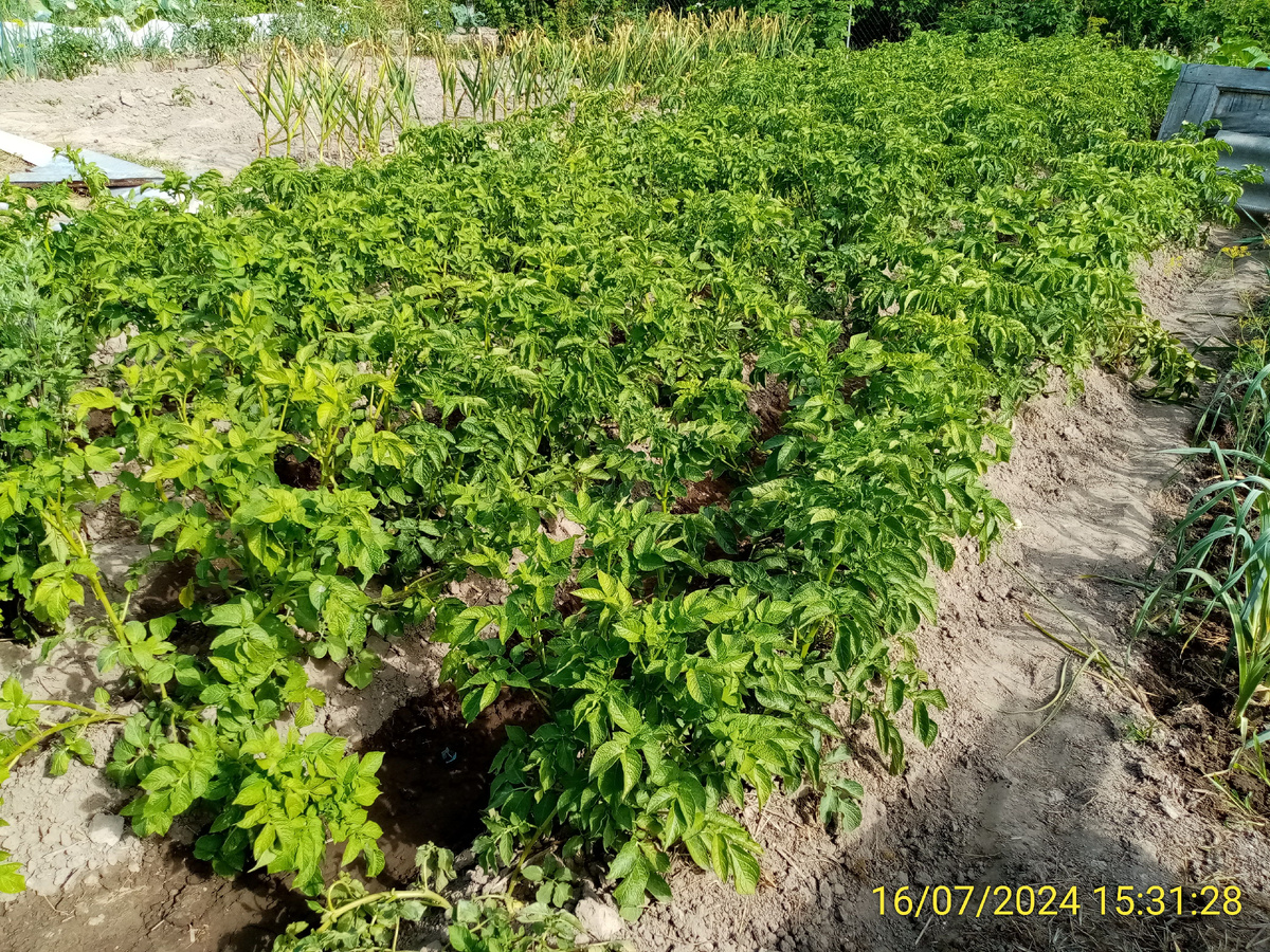 Картофель держится и радует