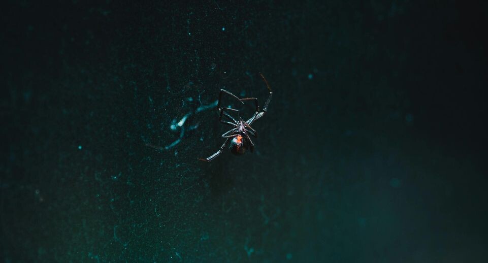    Unsplash
