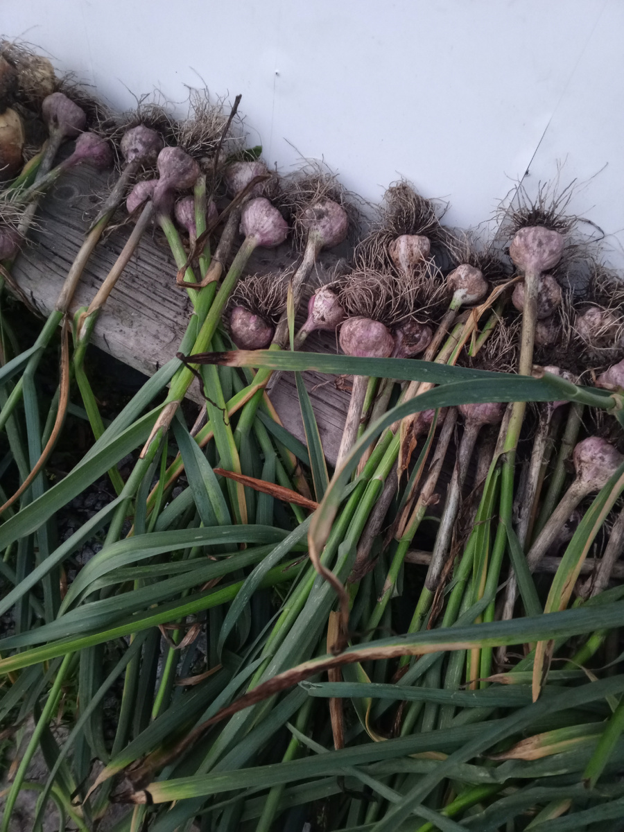 Чеснок , не весь