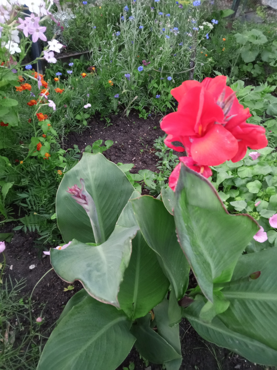 Канна распускается, лаватера тоже