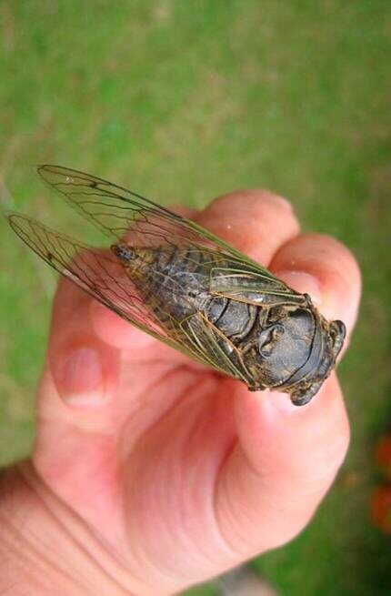 Размер достигает 15 см 