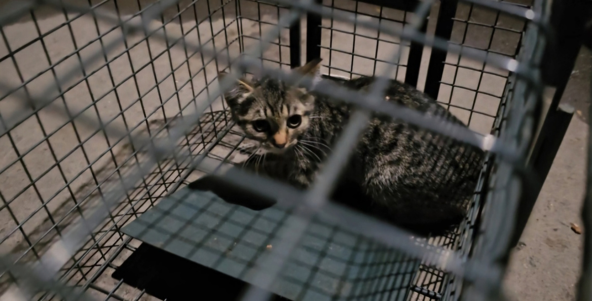 Фото автора. Получилось поймать.