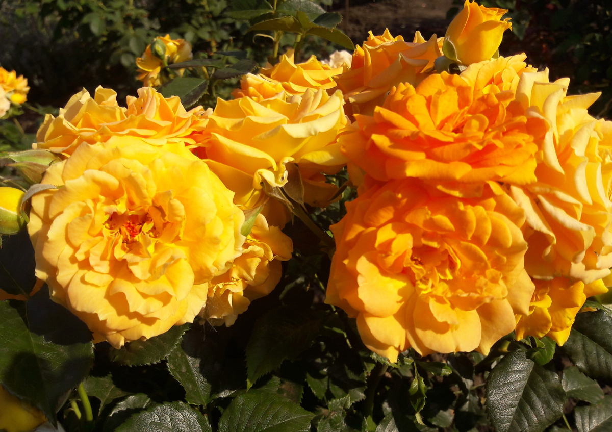 Флорибунда Goldelse /Голдэльзе/