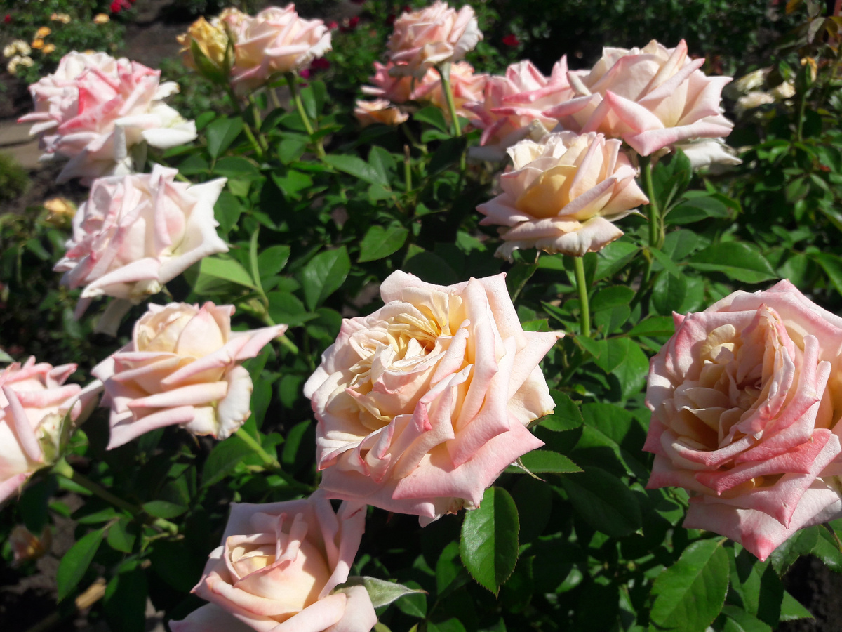 Ч/г Creme Caramel /Крем Карамель/