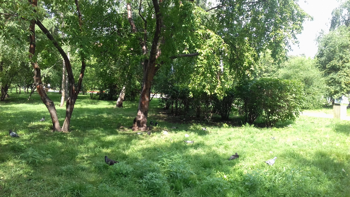 в парке возле реки Енисей. фото автора.