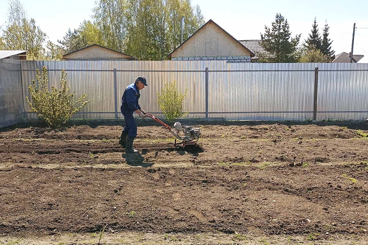 В Сергачском и Сеченовском районах Нижегородской области зафиксировали 12 случаев обнаружения опасного ядовитого сорняка.  Фото: Фото: ФедералПресс / Максим Филиппович