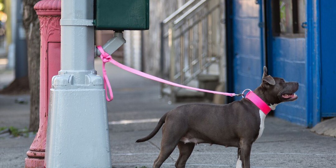 Можно ли оставлять собаку привязанной у магазина: нет, и вот почему