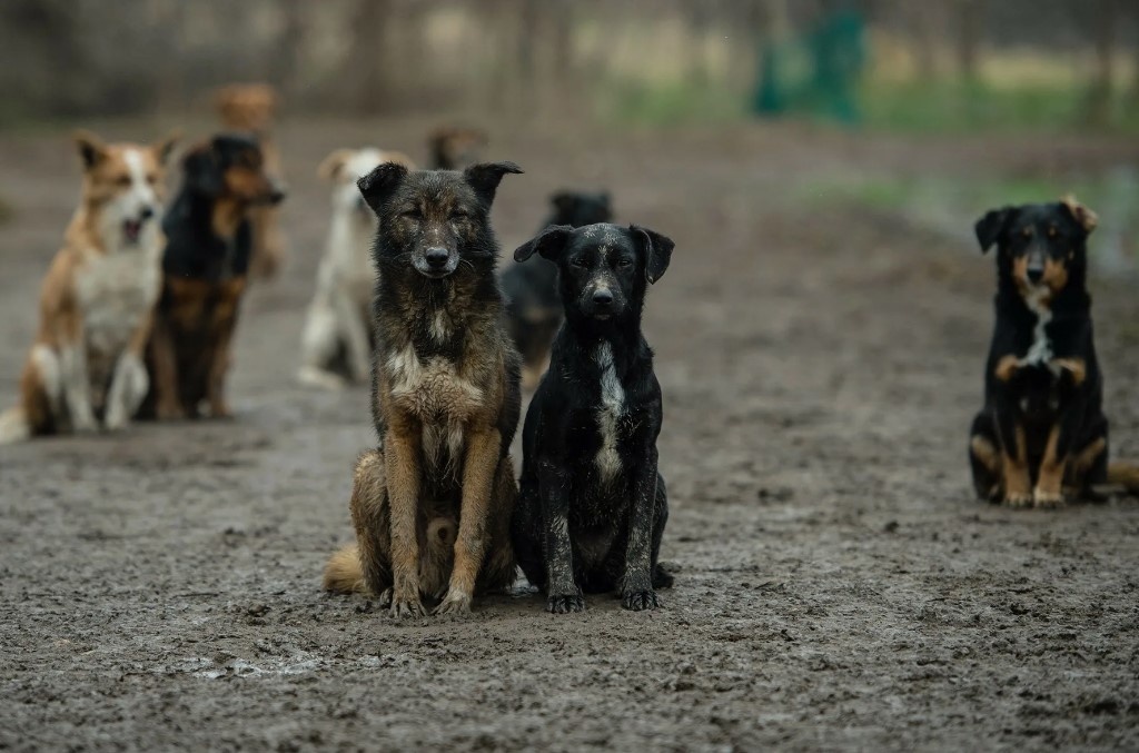 фото: krasrab.ru