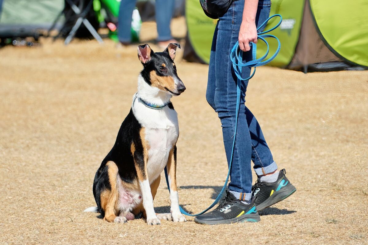 Команда "сидеть"