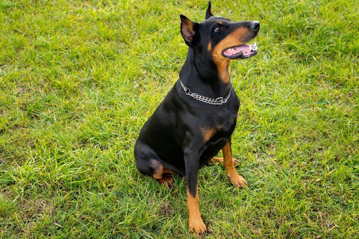 Команда "сидеть" для собак 