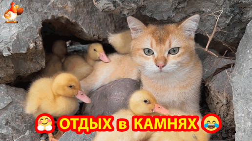 Утята с Кошкой отдыхают в камнях у речки ❣️🤗😂 Спокойствие и умиротворение 🥰