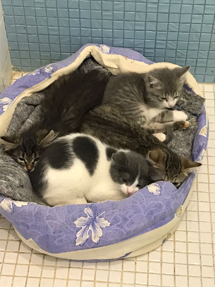 Квартет в сборе! Вместе бояться лучше!