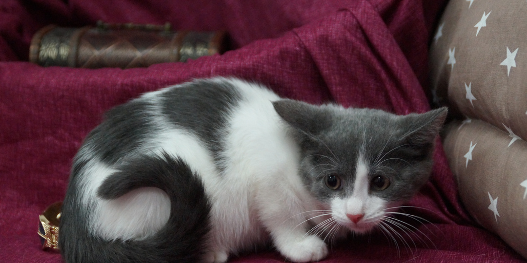 Выбора не было: или мы их находим и достаём, или они погибнут. Лезли тогда в подвал и не знали, сколько там котят и как их оттуда доставать