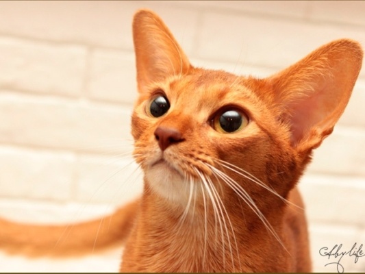 Абиссинец окраса соррель