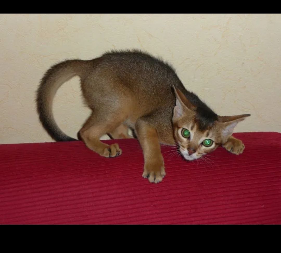 Джоли в детстве