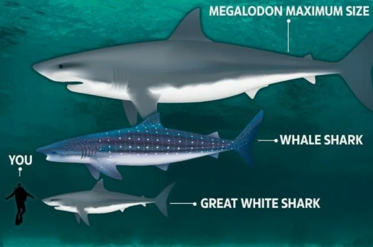 Мегалодон в сравнении с белой, тигровой акулами и человеком