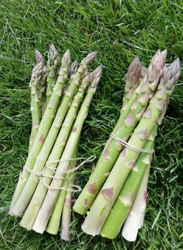 Фото зеленой спаржи