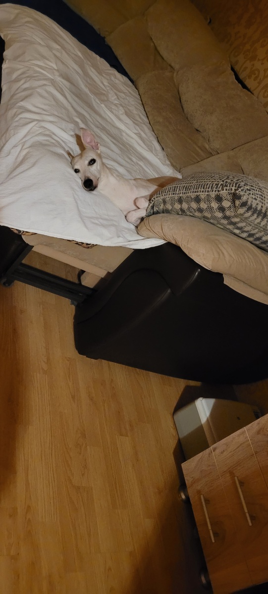 Моя любимая Лаура