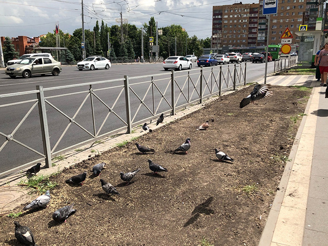    В этом году с озеленением в городе большие проблемы