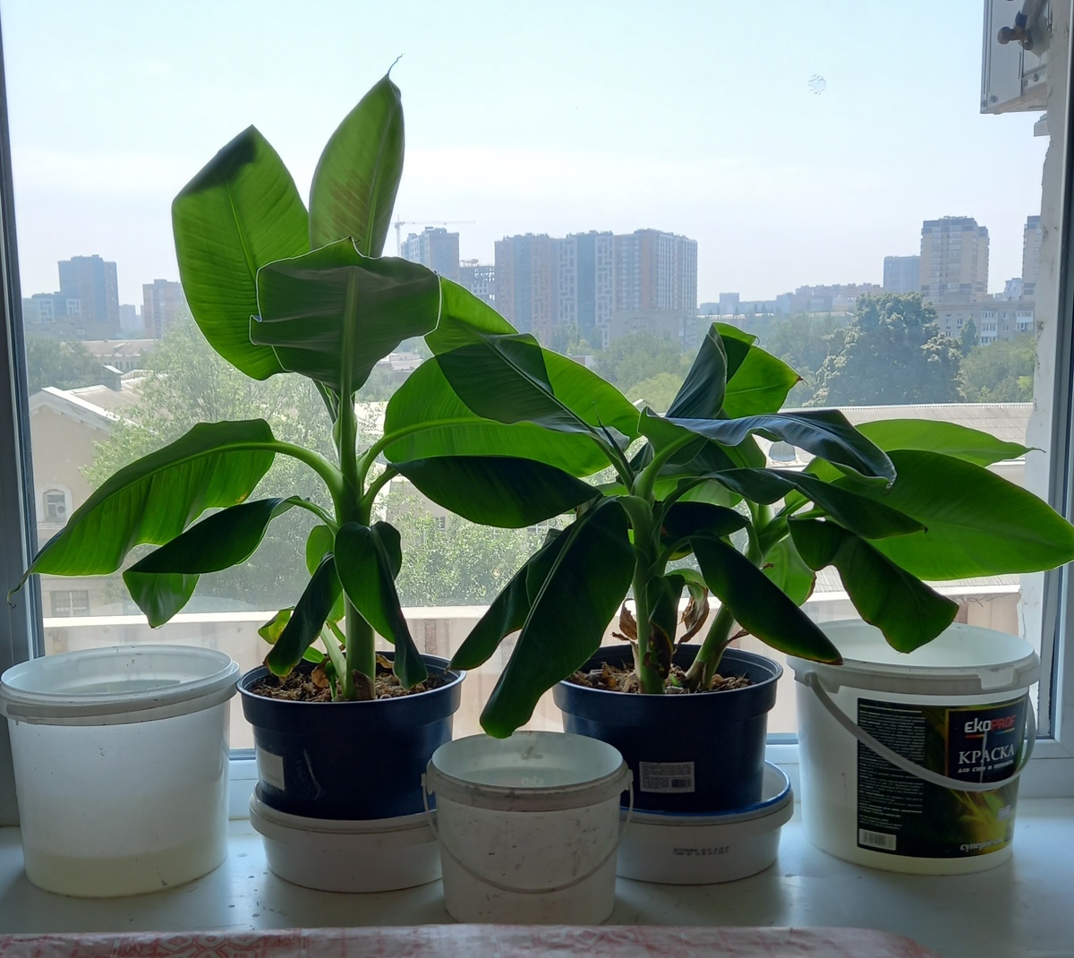 Размеры растений через три месяца после посадки. В банках вода для повышения влажности. Со временем надеюсь придумать что-то более эстетичное.