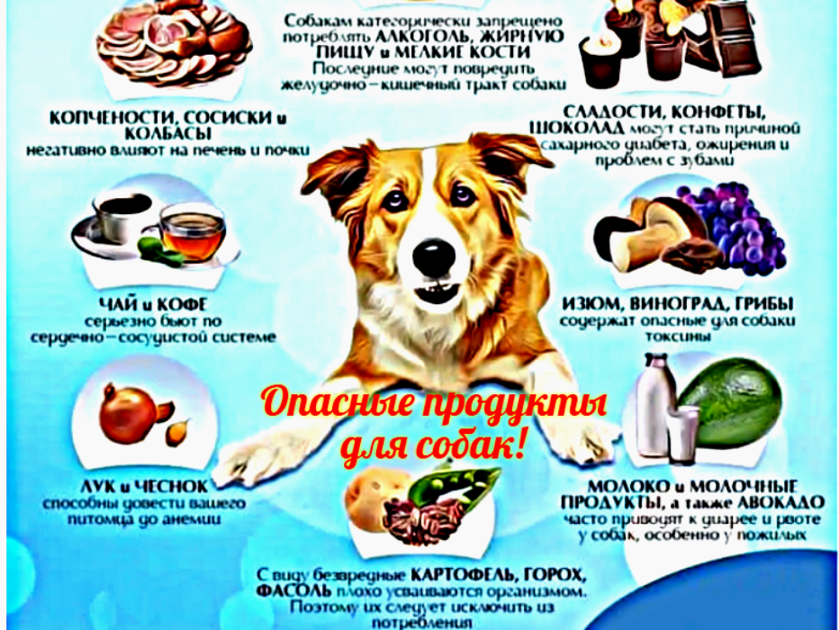 Опасные для собаки продукты. Фото: cheb.bid 