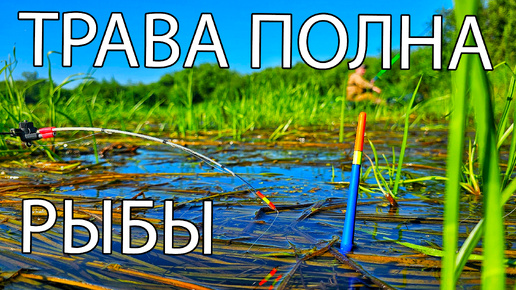 В ЭТОЙ ТРАВЕ ПОЛНО РЫБЫ ЛОВИТСЯ ВСЁ КАРАСЬ ЩУКА ОКУНЬ