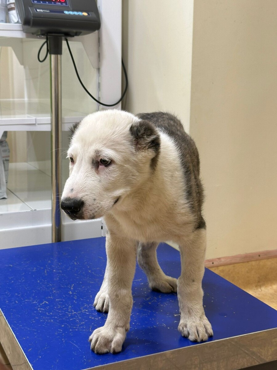 Малыш Билли