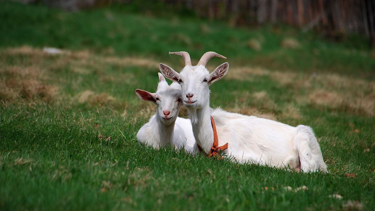 Фото из сети. Парочка ни в чём не виноватых животных.