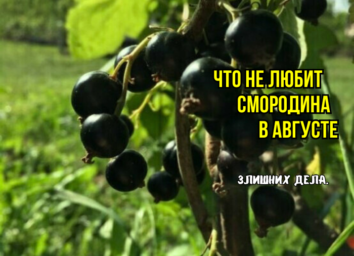 Вот что не любит смородина в августе: 3 ошибки снижают зимостойкость и количество ягод в следующем году. И как растить ягоды, а не древесину
