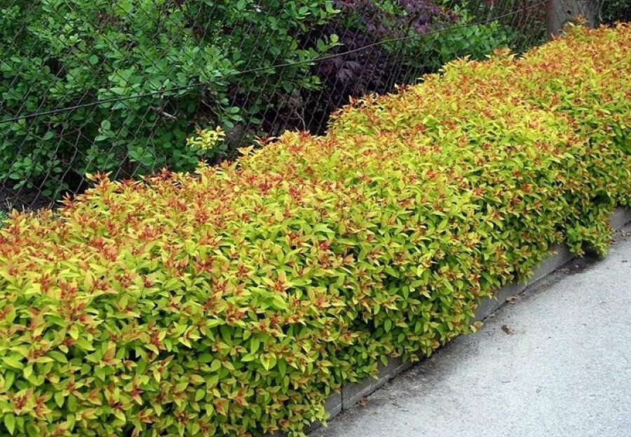 Живая изгородь из спиреи нуждается в стандартных процедурах по уходу: полив, подкормка и обрезка