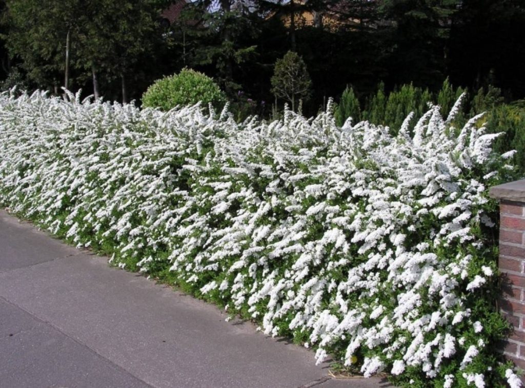 Живая изгородь из спиреи выглядит роскошно и богато