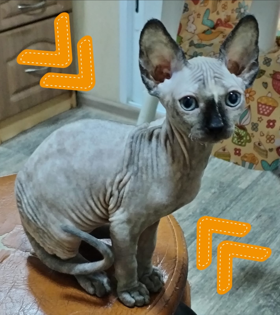 Канадский сфинкс, Гелла, дата рождения 12.03.2024