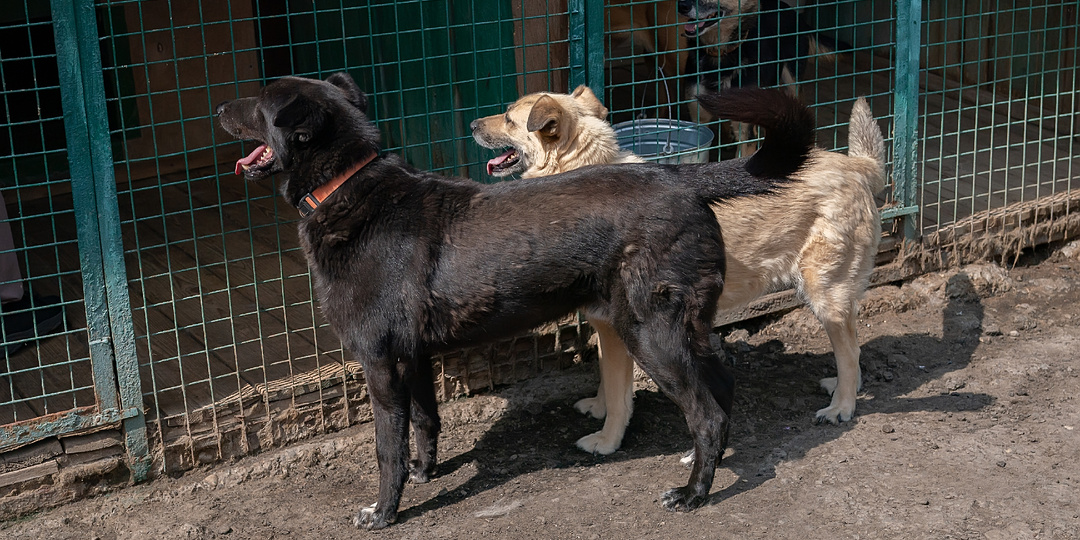 Полагаем, стоит попробовать рассказать о подопечных приюта и посмотреть, не произойдёт ли чудо