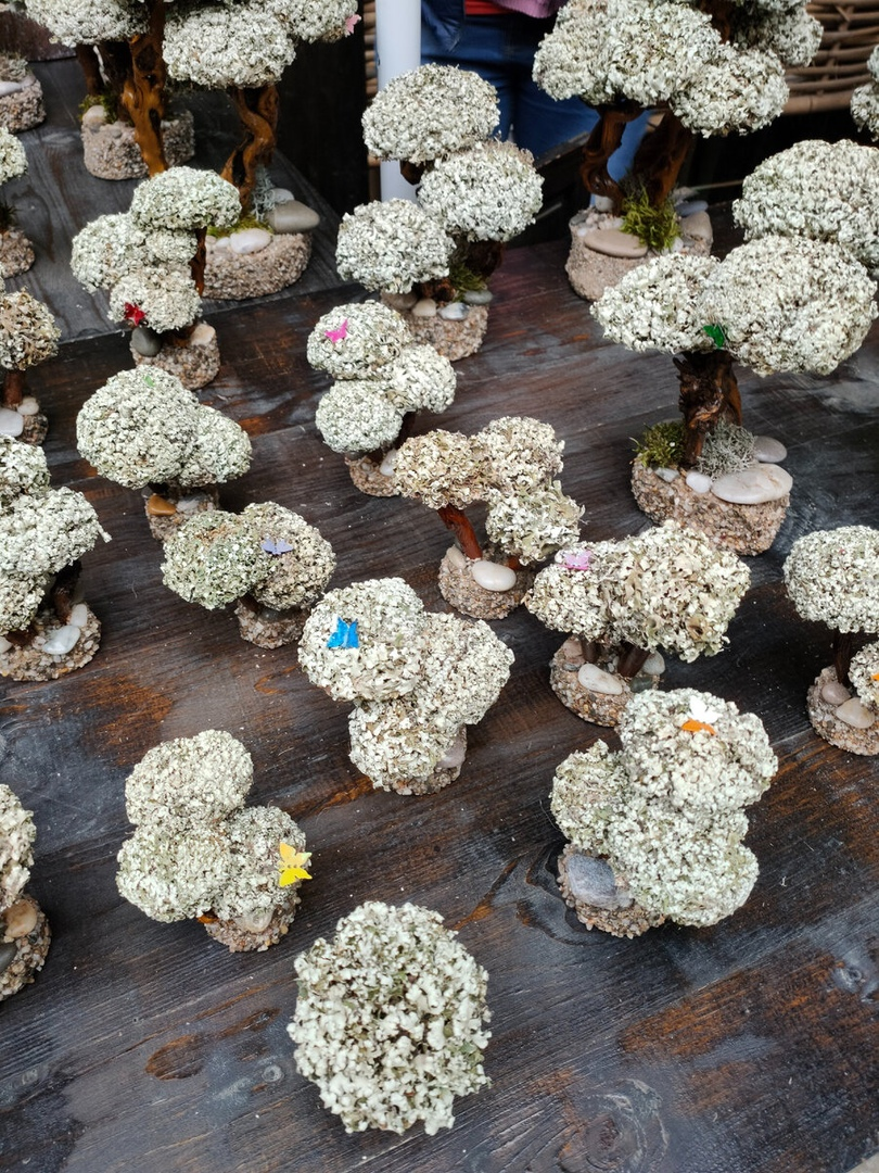 Цетрария — исландский мох