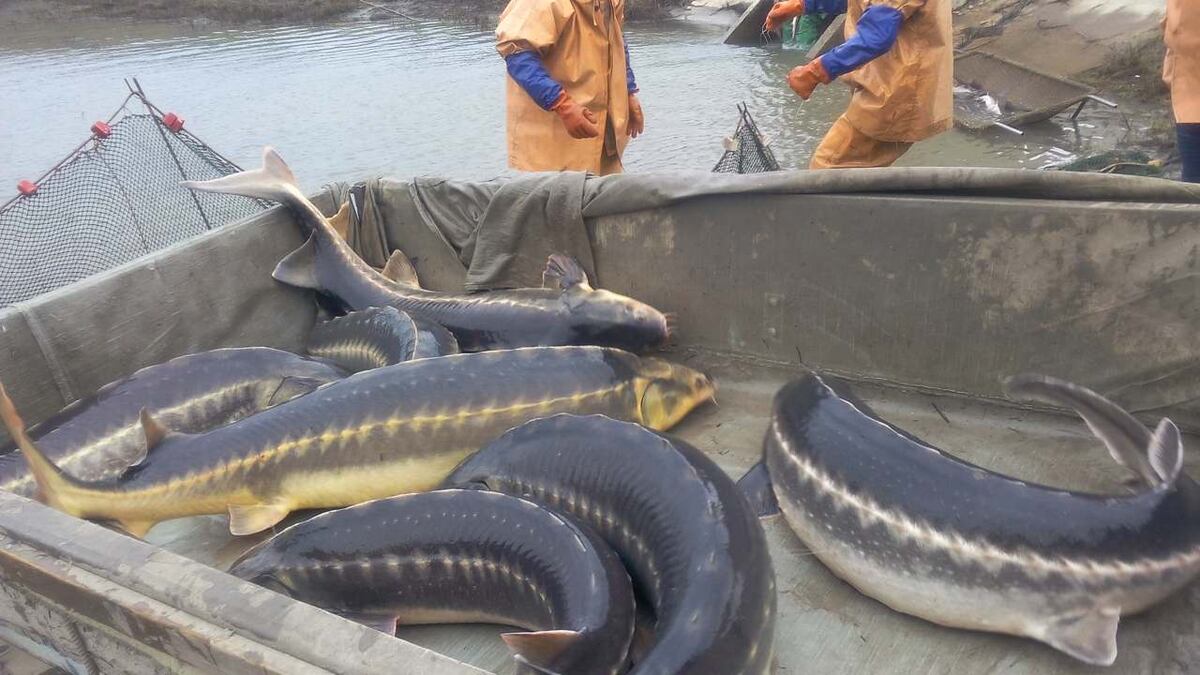 Фото из открытых источников "Яндекс картинки".