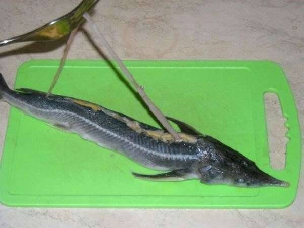 Как извлечь визигу. Фото из открытых источников "Яндекс картинки"