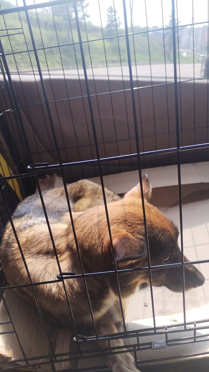 Соня приехала в приют после лечения.