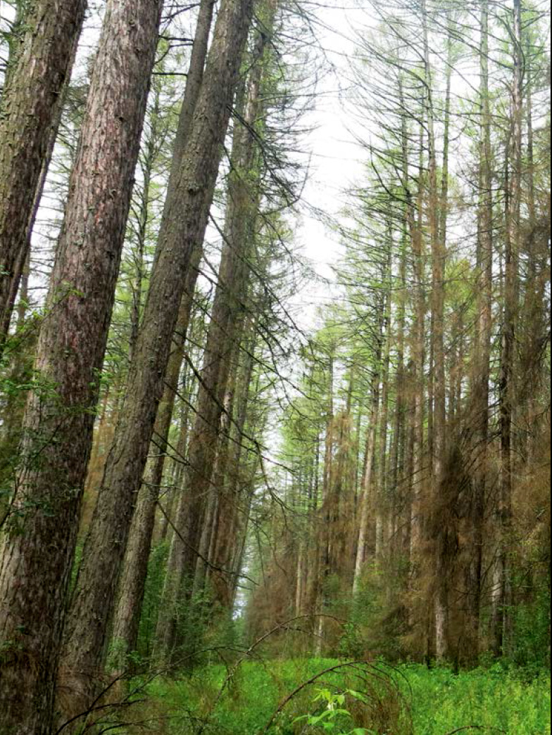 фото из открытых источников интернет