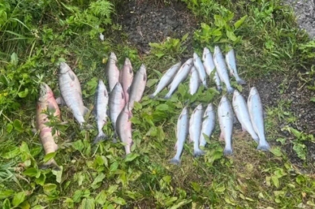    Камчатские полицейские задержали трех браконьеров с незаконным уловом