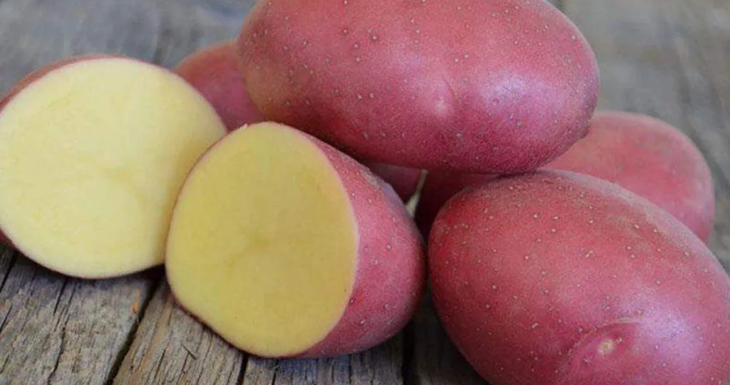 Топ вкусных сортов картофеля