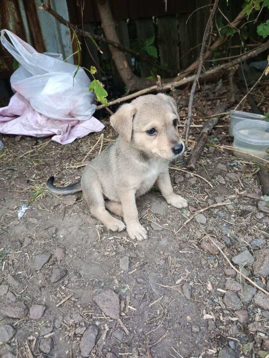 Кира (девочка) 