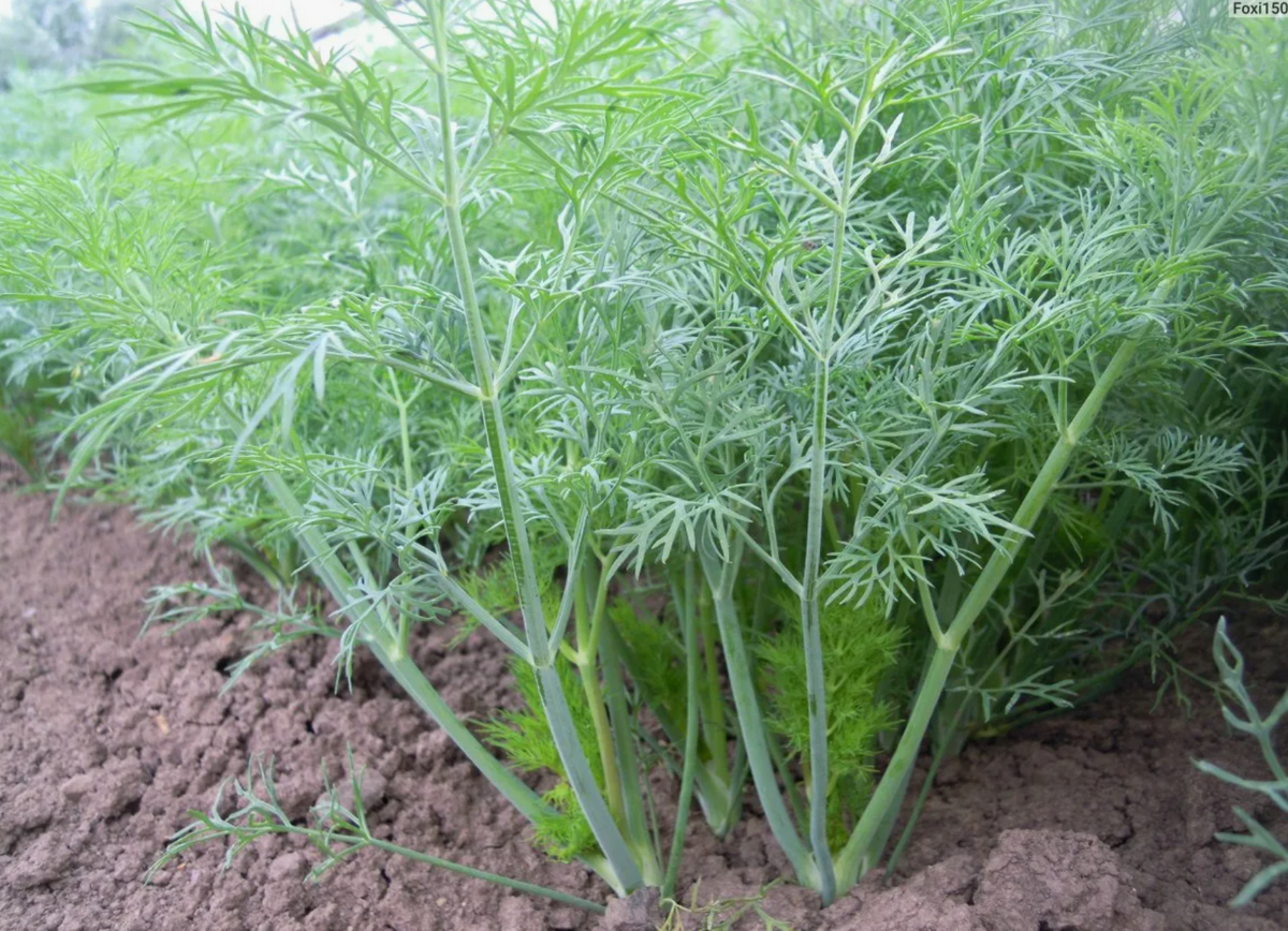 Источник фото: darminaopel.ru