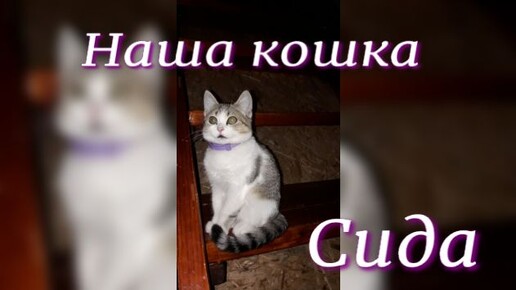 Наша кошка Сида 🐱