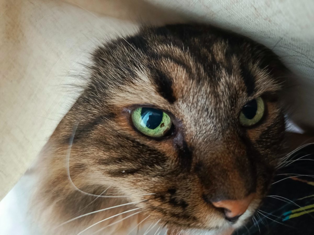 Это я залажу на стул и высовываю голову из под клеенки.