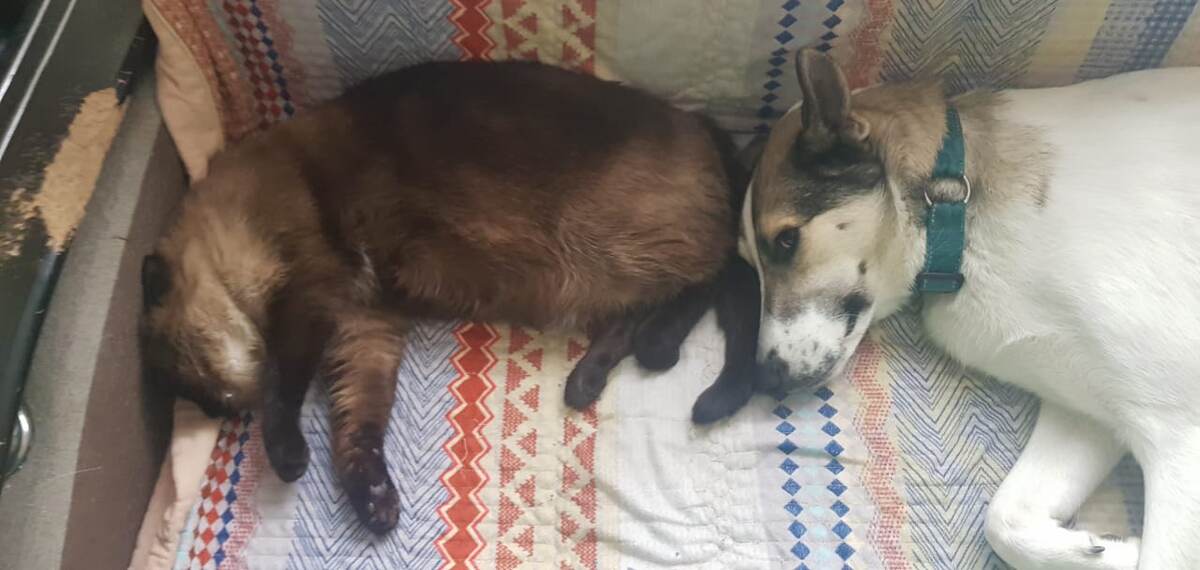 Вот собственно - сгрызенные подлокотники у нового дивана. И заодно знакомьтесь, наш кот Штике. о нем потом расскажу)))