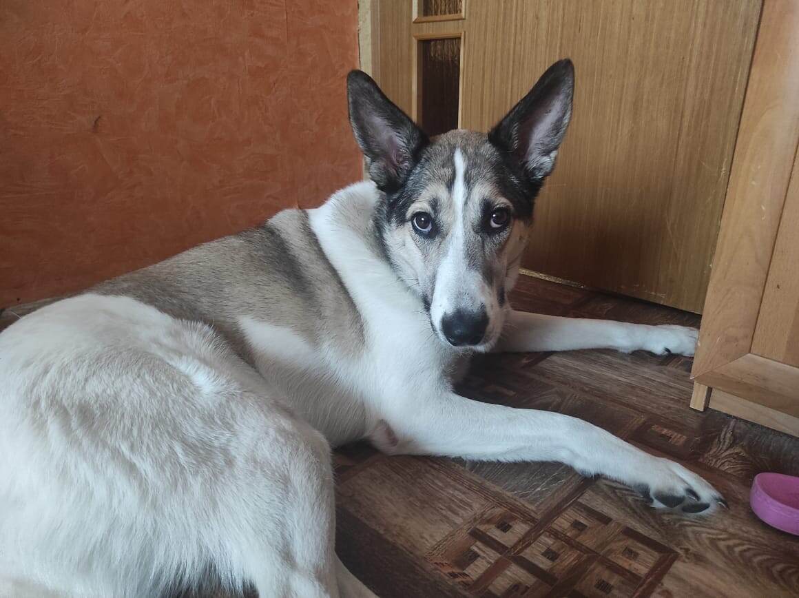 Какое сердце не смягчится при взгляде в эти прелестные глазоньки?