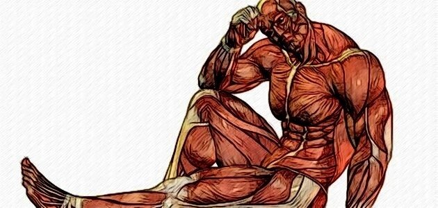 Эта статья описывает 3 типа мышечных волокон человека и объясняет, какое количество повторений необходимо использовать при работе с целью достижения того или иного результата. Рекомендуется к прочтению всем, кто ещё не понимает, почему 10 повторений с высоким весом совершенно не аналогичны 50 повторениям с малым.Итак, мышечные клетки человека делятся на 3 типа. В основе этого деления лежит в первую очередь то, откуда данные клетки берут энергию для сокращения. Основным топливом для всех структур клетки является АТФ, и все соединения, энергия которых используется для жизнедеятельности, сначала переводятся клетками в АТФ (это можно сравнить с переработкой различных видов топлива - угля, торфа, дизеля и т.д. в электричество, от которого затем работает большинство приборов, используемых человеком). Однако у мышц есть ещё один специфический источник - креатинфосфат, который дает дополнительный энергетический "запас". Переведение энергии различных соединений в энергию АТФ может осуществляться 2 путями. Первый путь - для углеводов и называется он гликолиз. Кислород в нем не используется. Он довольно невыгоден, так как при его осуществлении 1 молекула глюкозы дает всего 2 молекулы АТФ. Однако он имеет огромное преимущество - он крайне быстр и позволяет получать энергию сразу, как только она понадобилась. Второй путь - окисление в митохондриях, при котором используется кислород , которым мы дышим (собственно, только для этого процесса он нам и требуется) . По этому пути превращаются в энергию не только углеводы, но также аминокислоты и жиры. Этот путь в разы более выгоден, 1 молекула глюкозы при окислении в митохондриях дает 36 молекул АТФ. Однако получение энергии на данном пути идет гораздо медленнее. (Резюмирую абзац - АТФ В ГЛИКОЛИЗЕ ПОЛУЧАЕТСЯ БЫСТРО, НО МАЛО. ПРИ ОКИСЛЕНИИ - МНОГО, НО МЕДЛЕННЕЕ).Все волокна в начале нагрузки включаются в работу вместе, однако в зависимости от типа волокна, истощение в нём энергии происходит с разной скоростью. В зависимости от пути получения АТФ мышечные волокна делятся на:1. Быстрые мышечные волокна. Эти клетки имеют самую высокую силу и высокую способность гипертрофироваться (увеличиваться в объеме). Быстрые волокна развивают большую мощь, для работы им требуется много топлива. Поэтому данные клетки почти сразу "сжигают" запас АТФ, который был у них до начала работы, и переходят к получению АТФ тем путем, который наиболее быстр - т.е. путем гликолиза. Источником глюкозы, поступающей в гликолиз, является гликоген мышц, который постепенно расщепляется в течение тренировки, поддерживая в клетке определенный уровень глюкозы. В этих волокнах из-за высокой силы все запасы истощаются быстрее всего, однако они являются наиболее значимыми для развития объёма мышц, мышца растет в объеме преимущественно за их счет. Поэтому тренировки, направленные на увеличение объема, в первую очередь должны тренировать быстрые волокна. При нагрузке этот тип волокон работает первые 15-30 секунд, после этого времени они "отключаются" на некоторое время из-за истощения запасов топлива (естественно, если нагрузка высока). Поэтому для их тренировки используется 6-15 повторов в подходе (в зависимости от скорости выполнения упражнения) с отягощением, отключающим мышцу за данное количество повторов (если после выполнения данного количества повторов у мышцы ещё "полно сил", значит, быстрые волокна не истощили свои запасы и нагрузку имеет смысл увеличивать). (Резюме - ДЛЯ УВЕЛИЧЕНИЯ ОБЪЕМА МЫШЦЫ НЕОБХОДИМО ИСПОЛЬЗОВАТЬ НАГРУЗКУ ПРОДОЛЖИТЕЛЬНОСТЬЮ 15-40 СЕКУНД ИЛИ 6-15 ПОВТОРЕНИЙ В ПОДХОДЕ С ОТЯГОЩЕНИЕМ, ПОЗВОЛЯЮЩИМ РАБОТАТЬ НЕ БОЛЕЕ 40 СЕКУНД).2. Переходные мышечные волокна. Эти клетки обладают промежуточными свойствами. Так же, как и быстрые, они используют для получения АТФ гликолиз, однако и способность к окислению в митохондриях у них высока. Они выполняют как бы роль страховщика, когда быстрые уже истощили свои запасы энергии.3. Медленные мышечные волокна. Эти волокна продолжают работать дольше всех. В то время, когда быстрые уже истратили запас свободного топлива и отдыхают, восстанавливая его, медленные ещё полны энергии и могут работать. Гликолиз они используют ограниченно, однако окисление в митохондриях в них идет очень хорошо, поэтому источником энергии для них являются не только углеводы, но и жирные кислоты (после истощения запаса углеводов). Следовательно, нет ничего удивительного в том, что тренировка данного типа волокон используется преимущественно при жиросжигании и предусматривает выполнение от 20 повторов в подходе (нагрузка на протяжение свыше 40 секунд). Это как раз те волокна, которые продолжают работать на многоповторных подходах и при аэробных тренировках. Однако эти волокна обладают наименьшей силой и малой способностью к гипертрофии, поэтому тренировка медленных мышечных волокон не приводит к значительному росту объемов, хотя иногда нелишним будет использовать и их потенциал для роста. (Резюме - ИСПОЛЬЗОВАНИЕ БОЛЬШОГО КОЛИЧЕСТВА ПОВТОРОВ ЦЕЛЕСООБРАЗНО ПРИ ЖИРОСЖИГАНИИ, НО НЕ ПРИВОДИТ К ЗНАЧИТЕЛЬНОМУ РОСТУ ОБЪЕМА МЫШЦЫ).Соотношение типов волокон у разных людей отличается. Те, у кого преобладают быстрые, потенциально могут достичь успехов в видах спорта, которые требуют быстрого развития большой силы (ТА, ПЛ, бег на короткие дистанции и боевые дисциплины). У таких людей быстро и сравнительно легко "нарастает мясо". При преобладании медленных волокон большие успехи в "силовых" видах спорта и бодибилдинге гораздо менее вероятны, однако велоспорт, бег на длинные дистанции и другие виды, требующие продолжительной нагрузки, будут даваться намного легче. Соотношение волокон поддается некоторой корректировке, так как при тренировке определенного типа относительное количество данного типа несколько возрастает из-за трансформации одного типа в другой, однако в пределах 10%. Т.е. силовые тренировки способны несколько увеличить количество быстрых волокон, а аэробные - медленных.