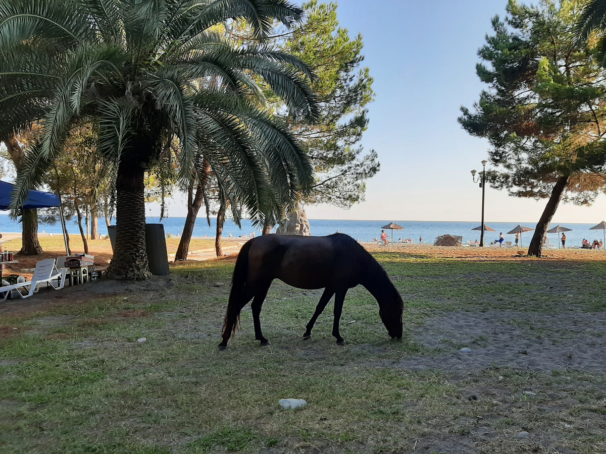 Лошади на берегу моря 